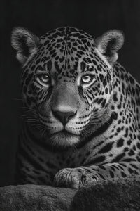 Leopard Portrait With A Close Up View Of Its Face Set Against A Dark Background — Stock Photo