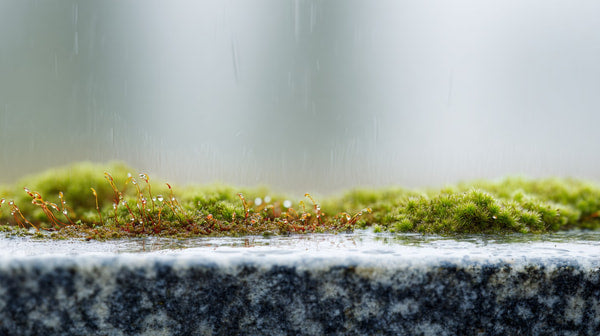 Mossy Terrarium Art With A Close Up View Of Moss And Rocks Set Against A Blurred Background — Stock Photo