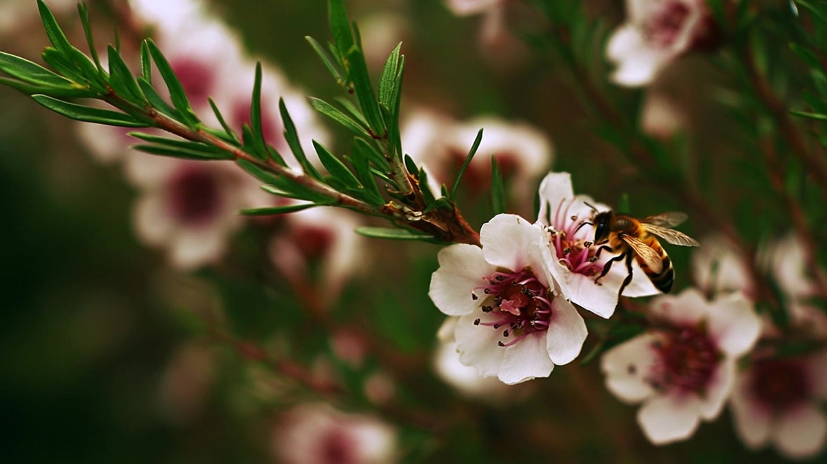 a close up of a branch adorned with pink flowers set against a blurred background of green foliage - Stock Video