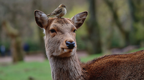 A Bird Perched On A Deer S Head In A Park — Stock Photo