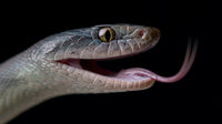 A Close Up Image Of A Snake With Its Mouth Wide Open Revealing Its Pink Tongue — Stock Photo