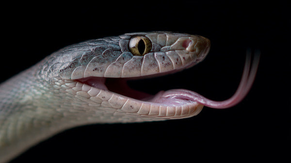 A Close Up Image Of A Snake With Its Mouth Wide Open Revealing Its Pink Tongue — Stock Photo