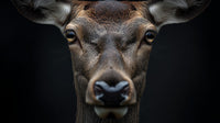 A Close Up Portrait Of A Deer S Head With A Focus On Its Eyes And Nose Set Against A Dark Background — Stock Photo