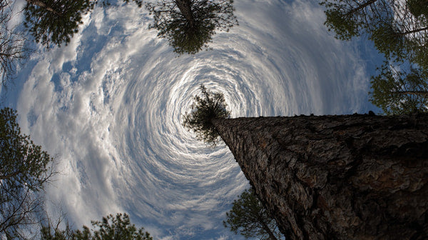 A Tree Trunk With A Swirling Sky Visible Through It Set Against A Backdrop Of Pine Trees And A Cloudy Sky — Stock Photo