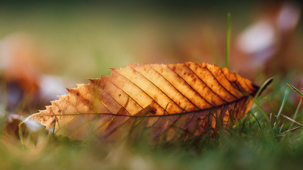 A Single Brown Leaf Resting On A Grassy Surface With A Blurred Background Of Autumnal Colors — Stock Photo