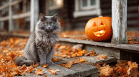A Gray Cat Sits In Front Of A Jack O Lantern On A Wooden Porch During Autumn — Stock Photo