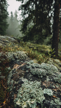 Moss Covered Rock Forest Path — Stock Photo