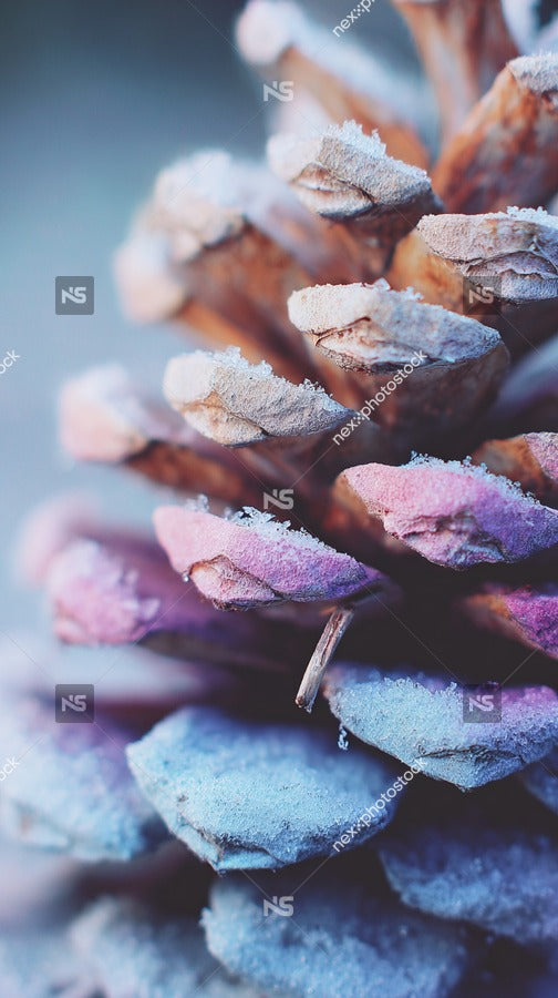 Colorful Pine Cone Texture — Stock Photo