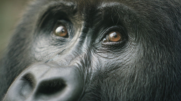 A Close Up Photo Of A Gorilla With Brown Eyes And Fur Looking Directly Into The Camera — Stock Photo