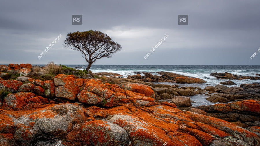 Depicts A Rugged Coastal Landscape With A Prominent Red Rock Formation And A Single Tree In The Foreground — Stock Photo