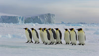 penguins walking across icy surface near large iceberg - Stock Video