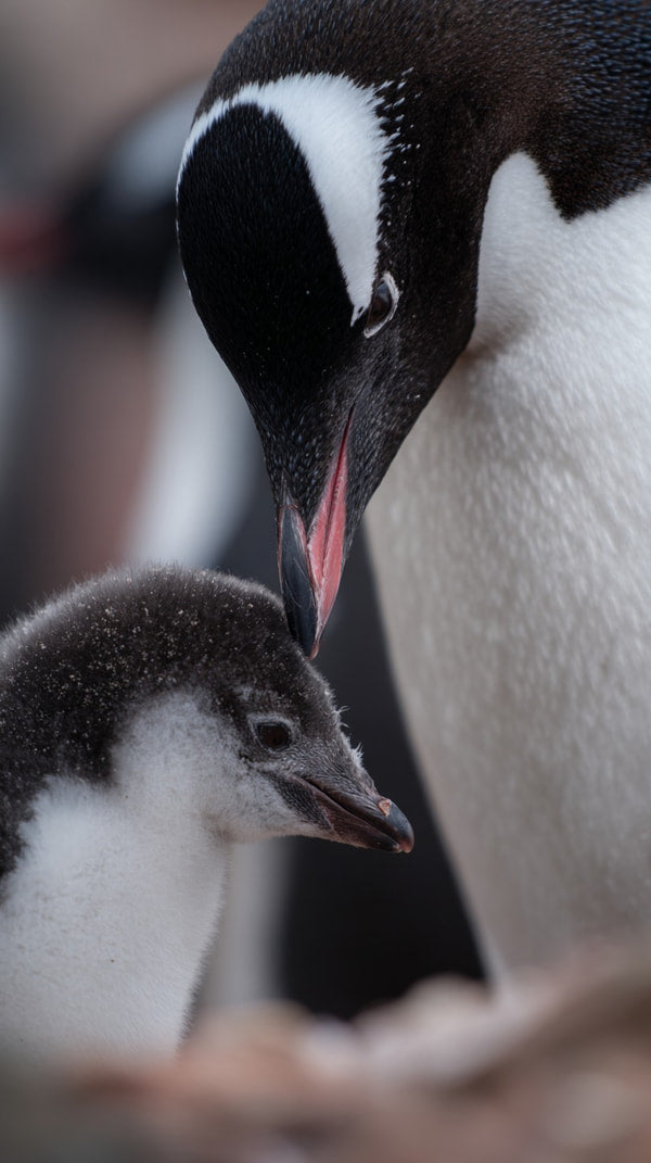 A Penguin Family Moment Captured In A Photograph An Adult Penguin And Its Chick — Stock Photo