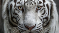Tiger Portrait With Close Up View Of Tiger S Face And Eye Showcasing Its Distinctive Stripes And Intense Gaze — Stock Photo