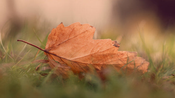 A Single Vibrant Autumn Leaf Resting On A Grassy Surface In A Park Setting — Stock Photo