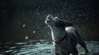 A Dog Standing In A Body Of Water Looking Up Towards The Sky With Its Mouth Open As It To Be Raining — Stock Photo