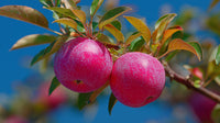 A Close Up Of A Tree With Pink Peach Blossoms Against A Blue Sky Background — Stock Photo