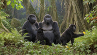 three gorillas in a jungle setting - Stock Video