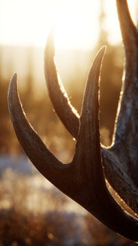 Antlers Of A Deer In A Natural Setting — Stock Photo