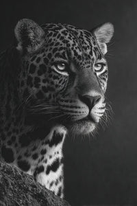 Black And White Portrait Of A Leopard With An Intense Gaze Set Against A Dark Background — Stock Photo