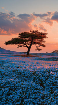 A Sunset Over A Field Of Blue Flowers With A Tall Tree And A Clear Sky — Stock Photo