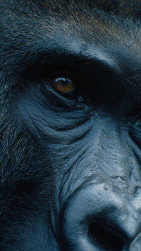 A Close Up Of A Gorilla S Face With Its Eyes Looking Directly Into The Camera Showcasing Its Detailed Facial Features And Expressive Eyes — Stock Photo