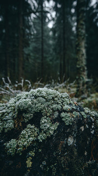 Moss Covered Rock In A Forest Setting — Stock Photo