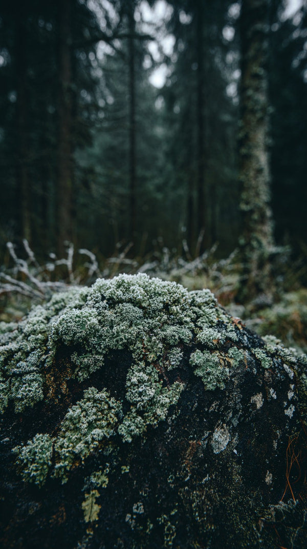 Moss Covered Rock In A Forest Setting — Stock Photo