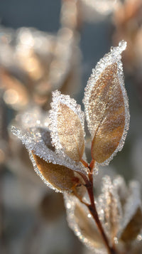Frost Covered Tree Branch With Delicate Ice Crystals Set Against A Blurred Background Of A Winter Landscape — Stock Photo
