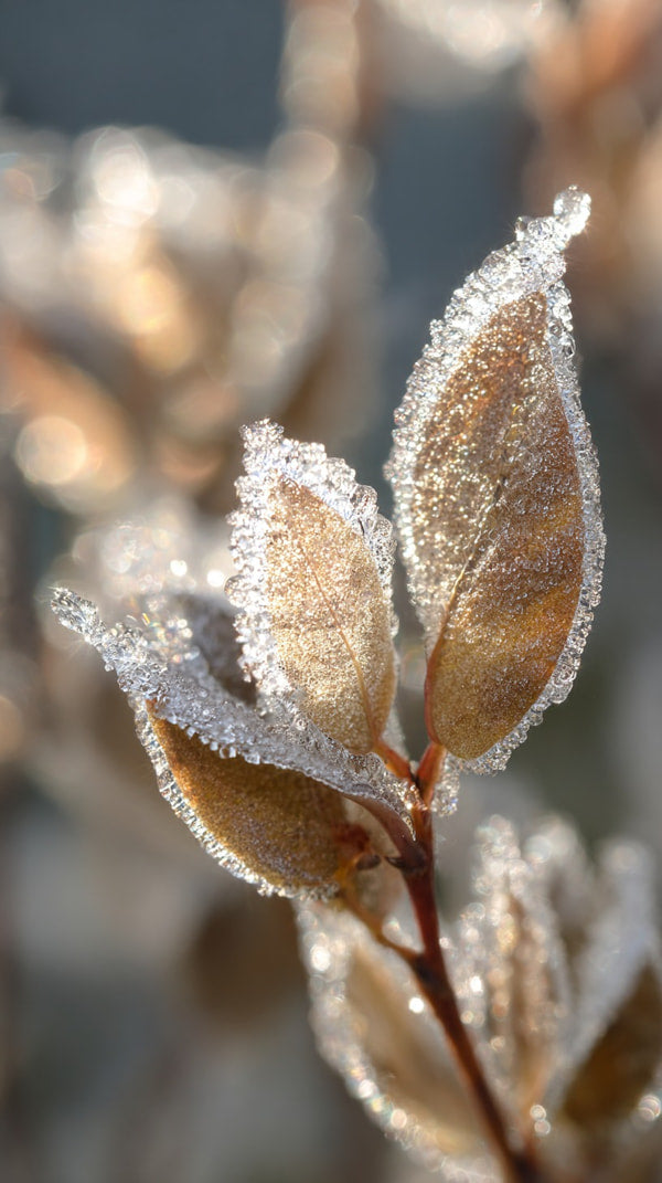 Frost Covered Tree Branch With Delicate Ice Crystals Set Against A Blurred Background Of A Winter Landscape — Stock Photo