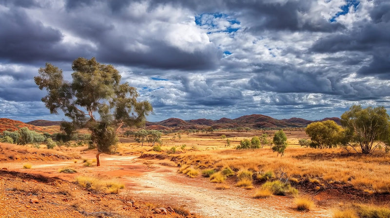 outback landscape with a dirt road large clouds and a tree in the foreground - Stock Video