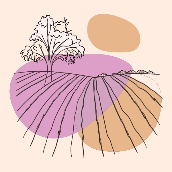 Illustration Of A Purple Field With A Single Plant And A Yellow Circle In The Background — Stock Vector