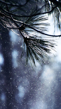 A Snowy Pine Tree Silhouette In A Forest Setting With Falling Snow Creating A Soft White Background — Stock Photo