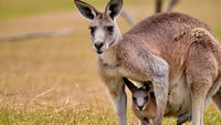 a mother kangaroo and her baby standing together in a grassy field - Stock Video