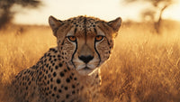A Cheetah In A Grassy Field During Sunset With A Clear View Of Its Face And Distinctive Spots — Stock Photo