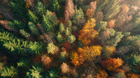 An Aerial View Of A Forest During Autumn Showcasing Vibrant Colors And Lush Greenery — Stock Photo