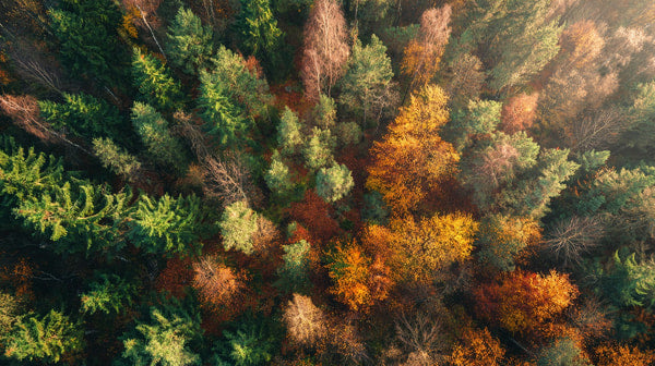 An Aerial View Of A Forest During Autumn Showcasing Vibrant Colors And Lush Greenery — Stock Photo