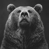 A Black And White Portrait Of A Grizzly Bear With A Stern Expression Set Against A Dark Background — Stock Photo