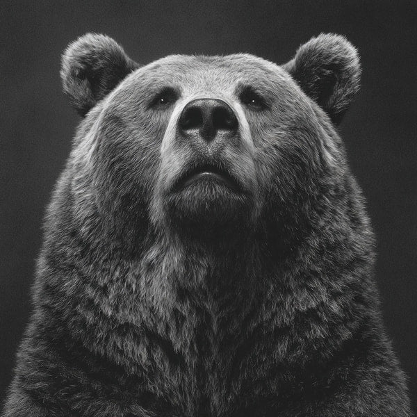 A Black And White Portrait Of A Grizzly Bear With A Stern Expression Set Against A Dark Background — Stock Photo