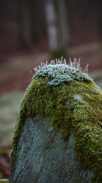 Moss Covered Rock With Spiky Top In Forest Setting — Stock Photo