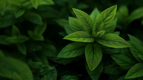 A Close Up Of A Single Mint Leaf With A Blurred Background Of More Mint Leaves — Stock Photo