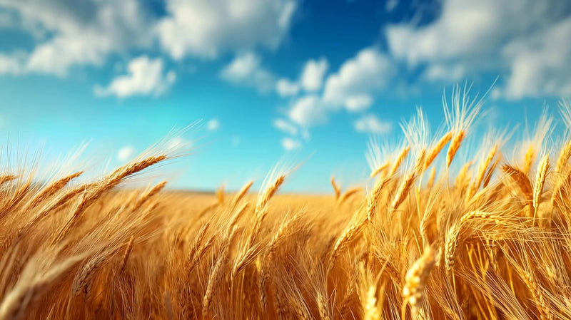 golden wheat fields under a blue sky with clouds - Stock Video