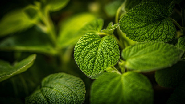 Green Leafy Plant In Close Up With A Focus On The Leaves Texture And Color Variations — Stock Photo