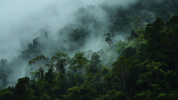 Misty Mountain Forest With Fog And Mist Lush Greenery Dense Vegetation Tropical Climate Natural Landscape Rainforest Cloudy Day Overcast Skies Hazy Atmosphere — Stock Photo
