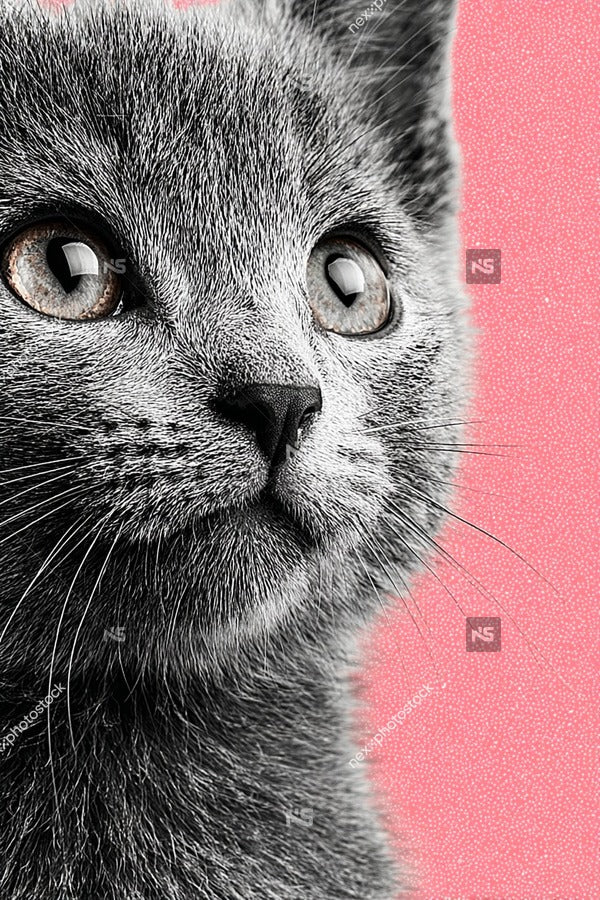 Grey Kitten With Large Expressive Eyes — Stock Photo