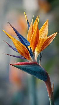 A Vibrant Flower With A Mix Of Red Yellow And Blue Petals Stands Out Against A Blurred Background — Stock Photo