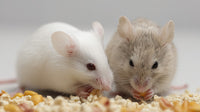 Two Mice Eating Corn Kernels — Stock Photo