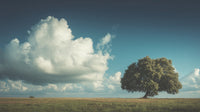 A Tree Stands In A Field Under A Cloudy Sky — Stock Photo