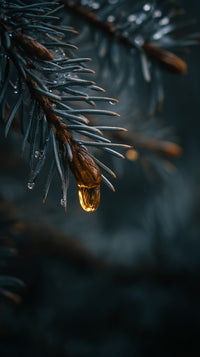 Close Up Of A Single Pine Needle With A Droplet Of Water On It Against A Dark Background — Stock Photo