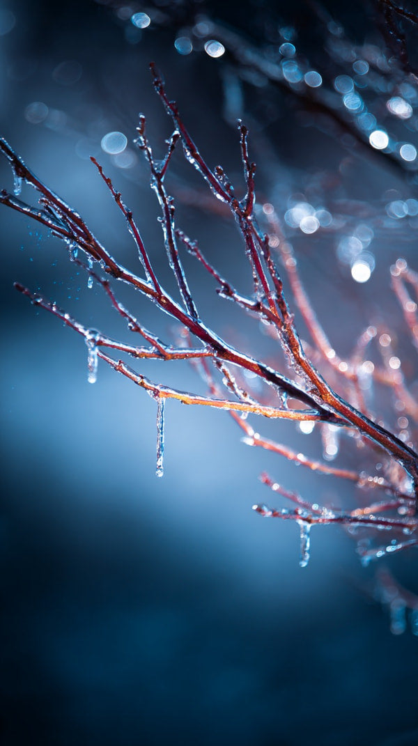 Icy Tree Branches 2 — Stock Photo