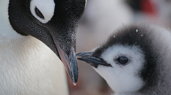 A Tender Moment Between A Penguin And Its Chick With The Parent Feeding The Young One — Stock Photo